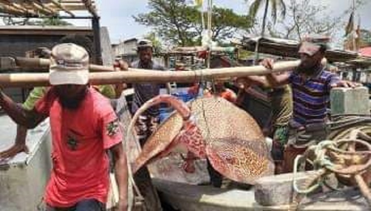 Im Meer wurden 3 m schwere „Shalapata-Fische“ gefangen